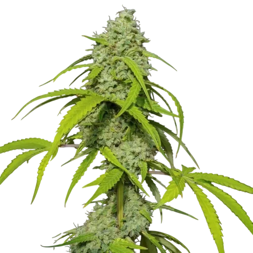 Orange Kush Auto