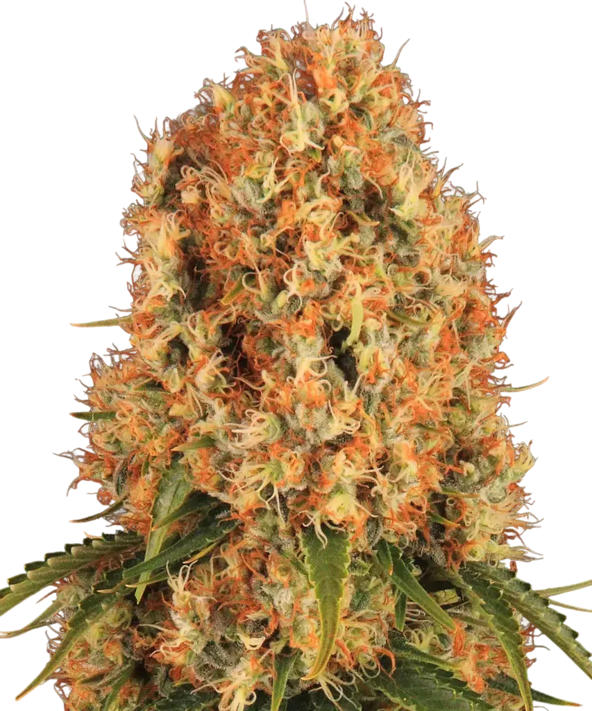 Orange Sherbert | PHOTOFEM | Barneys Farm