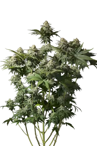 Orange Sherbet FAST