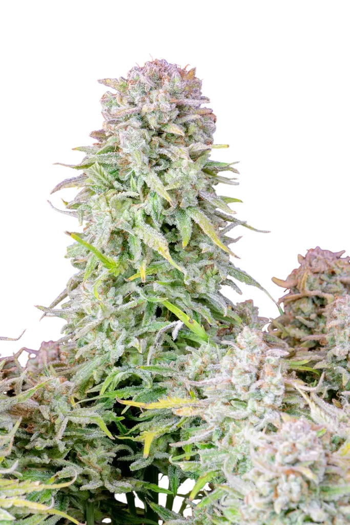 Original Afghan Kush Auto | AUTOFEM | Fast Buds