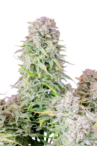 Original Afghan Kush Auto | AUTOFEM | Fast Buds