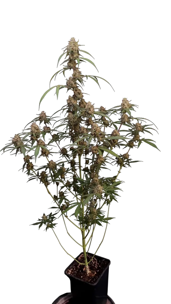 Original AK Auto | AUTOFEM | Fast Buds