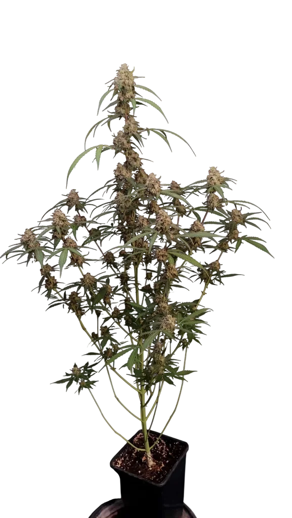Original AK Auto | AUTOFEM | Fast Buds