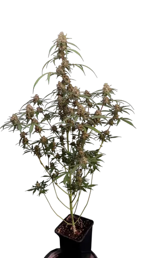 Original AK Auto
