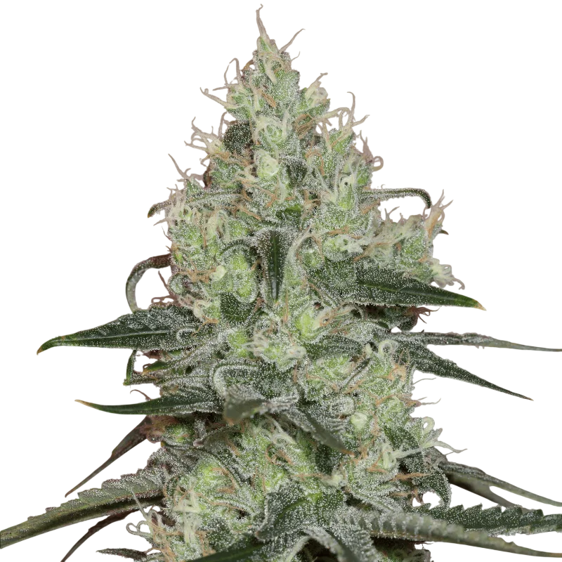 Original Amnesia | PHOTOFEM | Silent Seeds