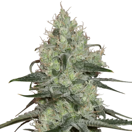 Original Amnesia
