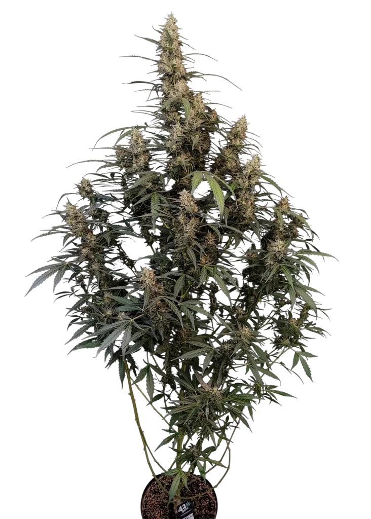 Original Amnesia Haze Auto | AUTOFEM | Fast Buds