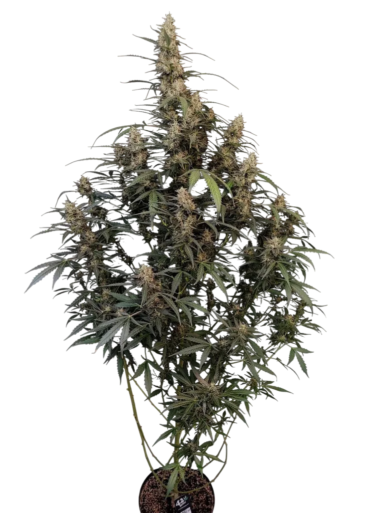 Original Amnesia Haze Auto | AUTOFEM | Fast Buds
