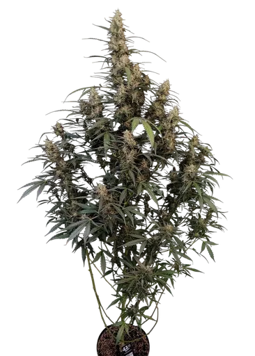 Original Amnesia Haze Auto