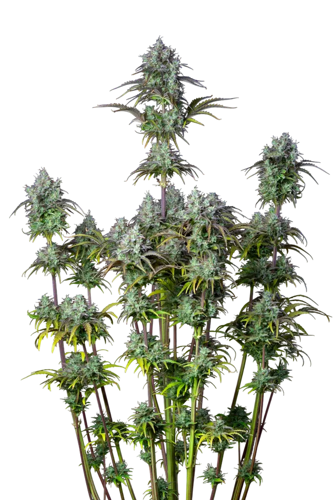 Original Big Bud Auto | AUTOFEM | Fast Buds