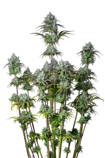 Original Big Bud Auto | AUTOFEM | Fast Buds