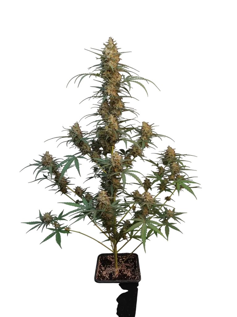 Original Chemdawg Auto | AUTOFEM | Fast Buds