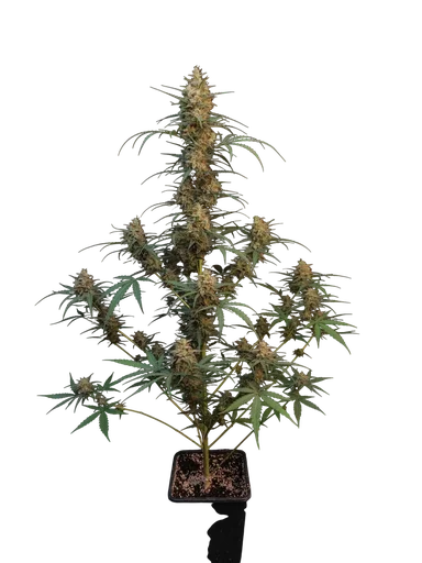 Original Chemdawg Auto