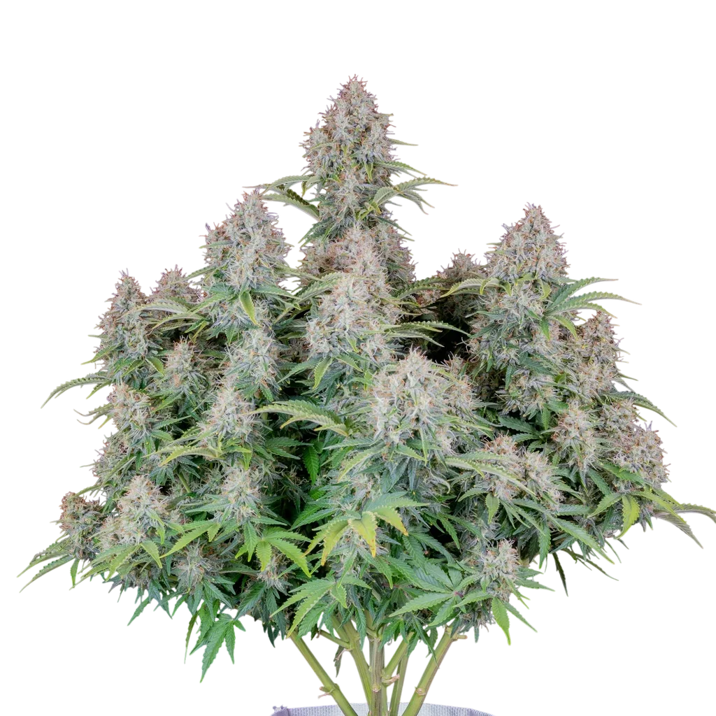 Original Cinderella Auto – Produktansicht