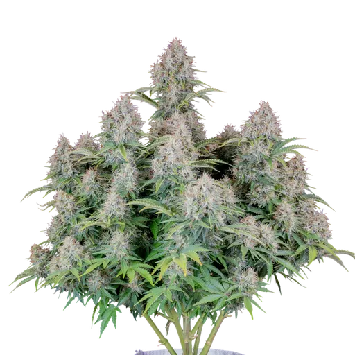 Original Cinderella Auto | AUTOFEM | Fast Buds