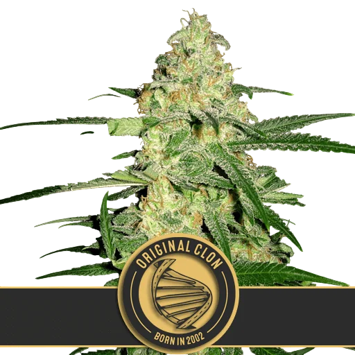 Original Clon | PHOTOFEM | Blimburn Seeds