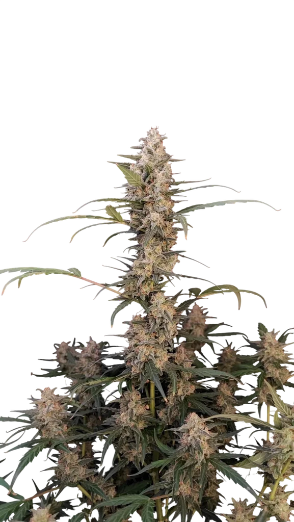 Original Critical Auto – Produktansicht