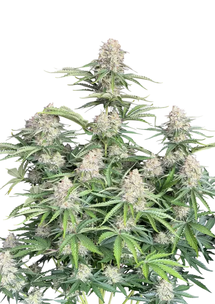 Original Moby Dick Auto | AUTOFEM | Fast Buds