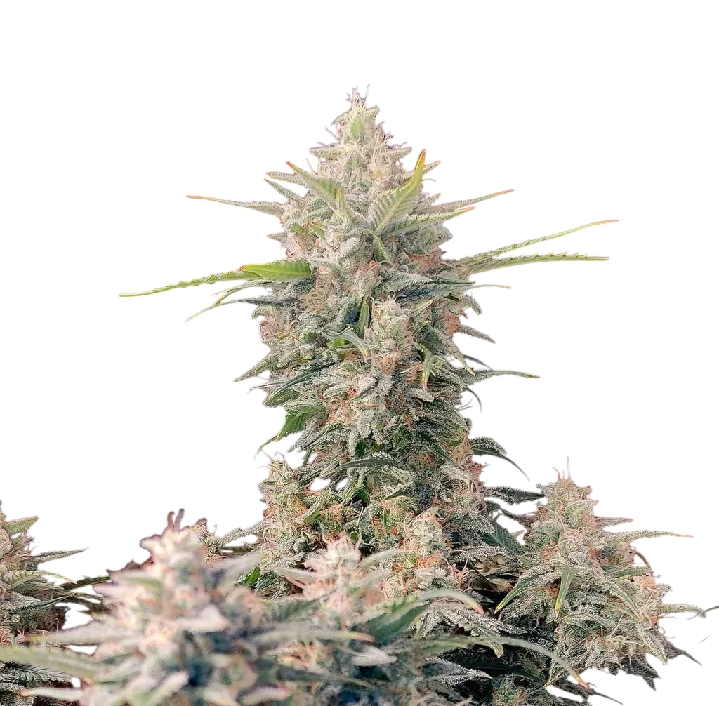 Original Skunk Auto | AUTOFEM | Fast Buds