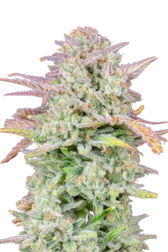 Original Trainwreck Auto