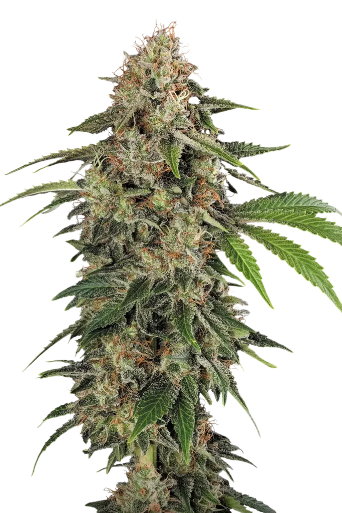 Original White Widow (IBL) | PHOTOFEM | Paradise Seeds