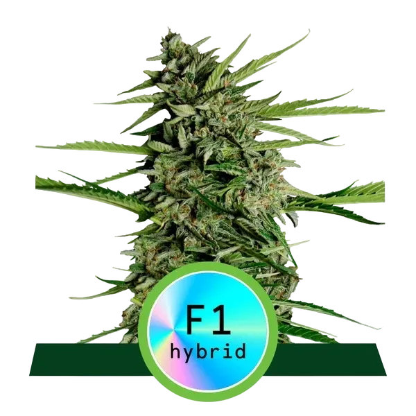 Orion F1 Auto | AUTOFEM | Royal Queen Seeds