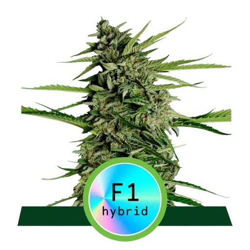 Orion F1 Auto