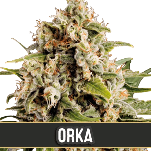 Orka