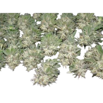 Painkiller | PHOTOFEM | Dr. Underground