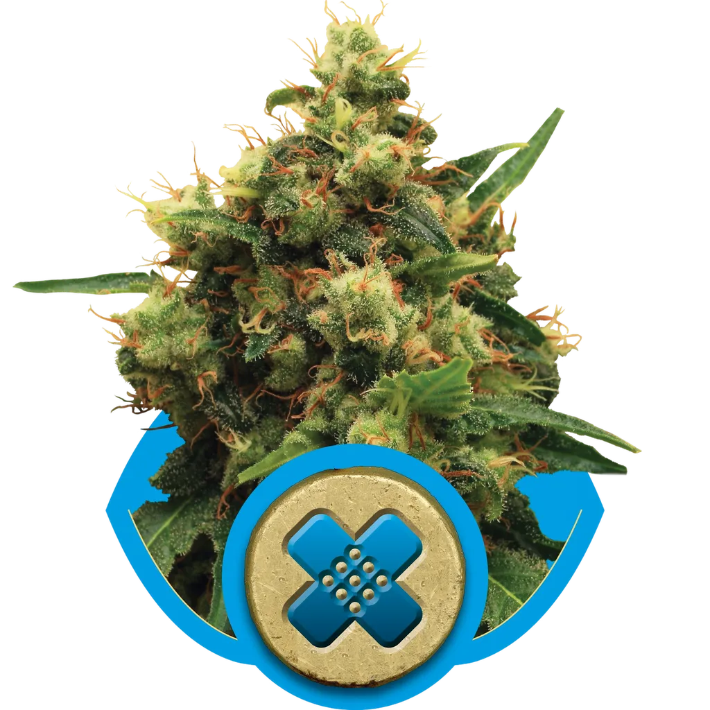 Painkiller XL CBD | PHOTOFEM | Royal Queen Seeds