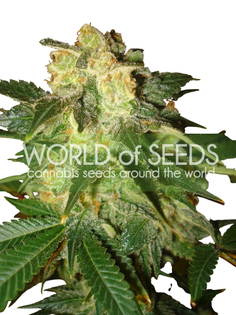 Pakistan Ryder Auto | AUTOFEM | World of Seeds