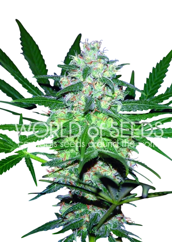Pakistan Valley | PHOTOFEM | World of Seeds