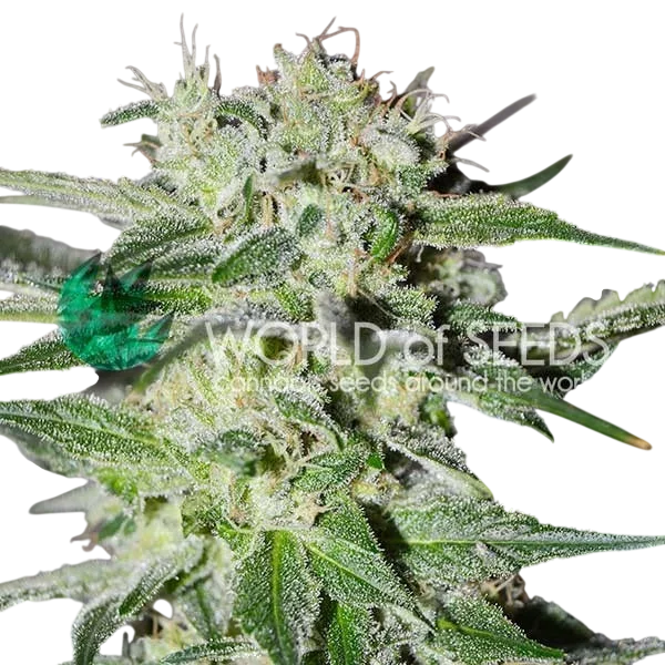 Pakistan Valley Early Harvest – Produktansicht