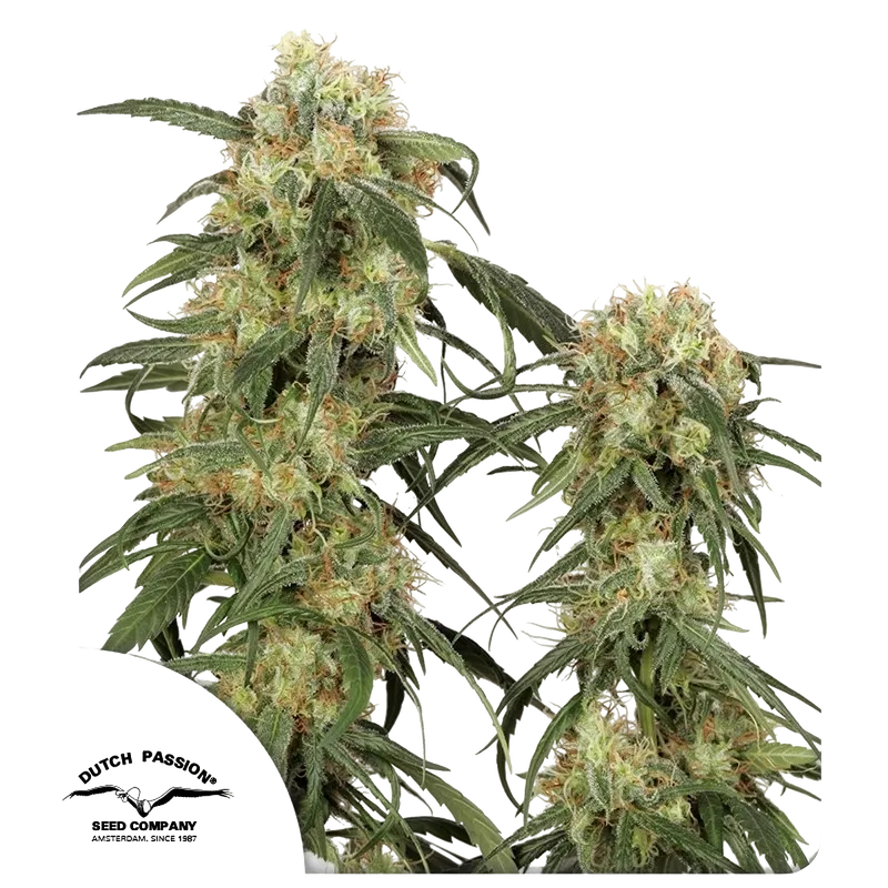 Pamir Gold | PHOTOFEM | Dutch Passion