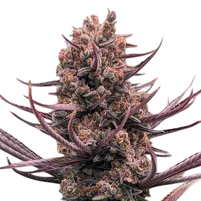 Panama Haze