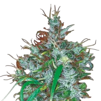 Panama Haze | PHOTOFEM | Ace Seeds