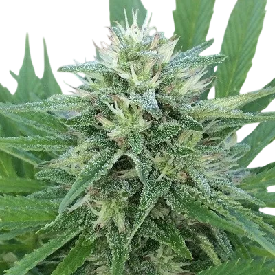 Panama x Bangi Haze