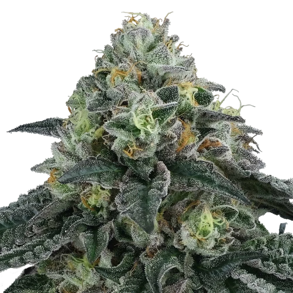 Bingsu | PHOTOREG | Perfect Tree Seeds