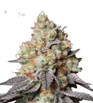 Panty Punch Auto | AUTOFEM | Seedstockers