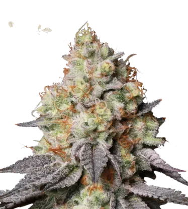 Panty Punch Auto | AUTOFEM | Seedstockers