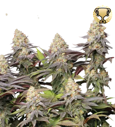 Panty Punch | PHOTOFEM | Seedstockers