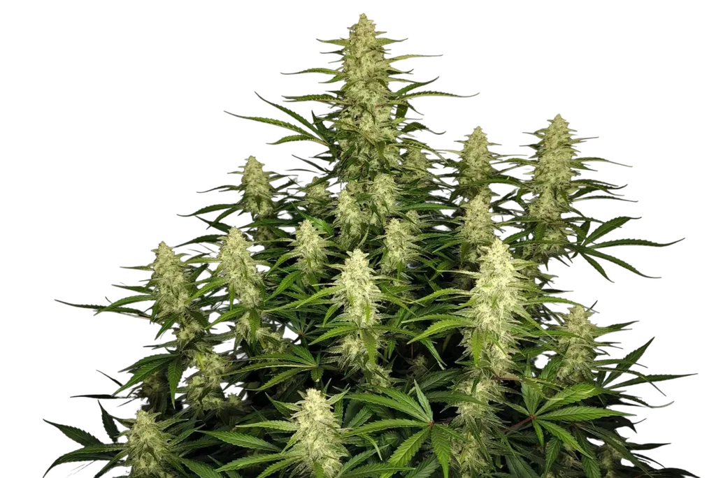 Papaya Cookies Auto – Produktansicht