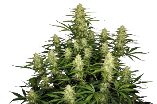 Papaya Cookies Auto