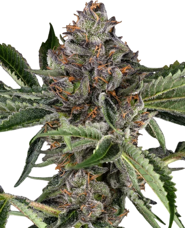 Papaya Jealousy | PHOTOFEM | Sensi Seeds