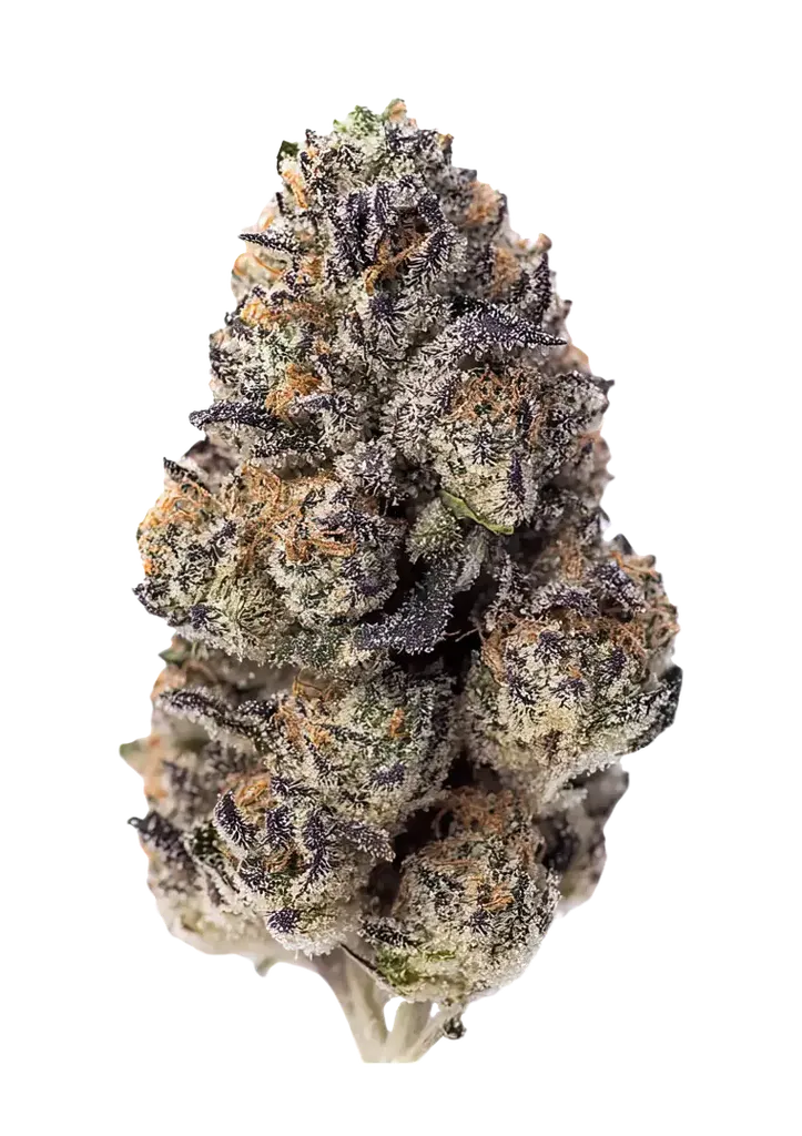 Papaya Sherbet | PHOTOFEM | Fast Buds