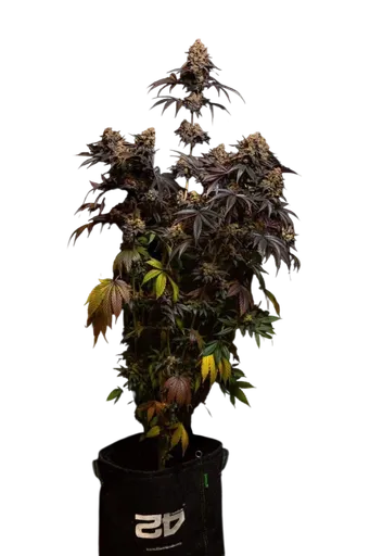 Papayaton