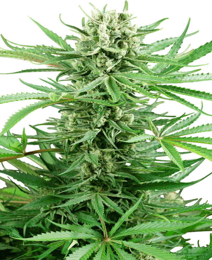 Papi Chulo OG | PHOTOFEM | Sensi Seeds