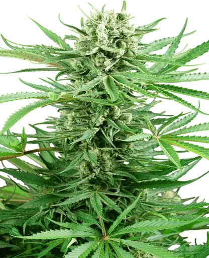Papi Chulo OG