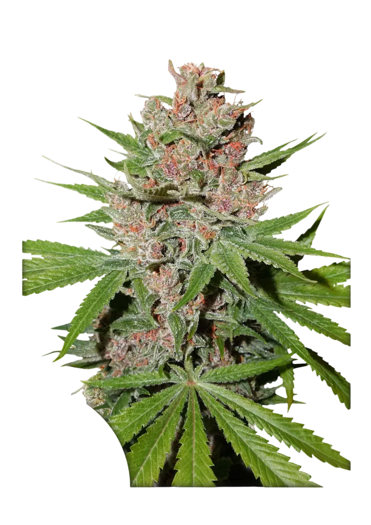 Passion Fruit | PHOTOFEM | Dutch Passion