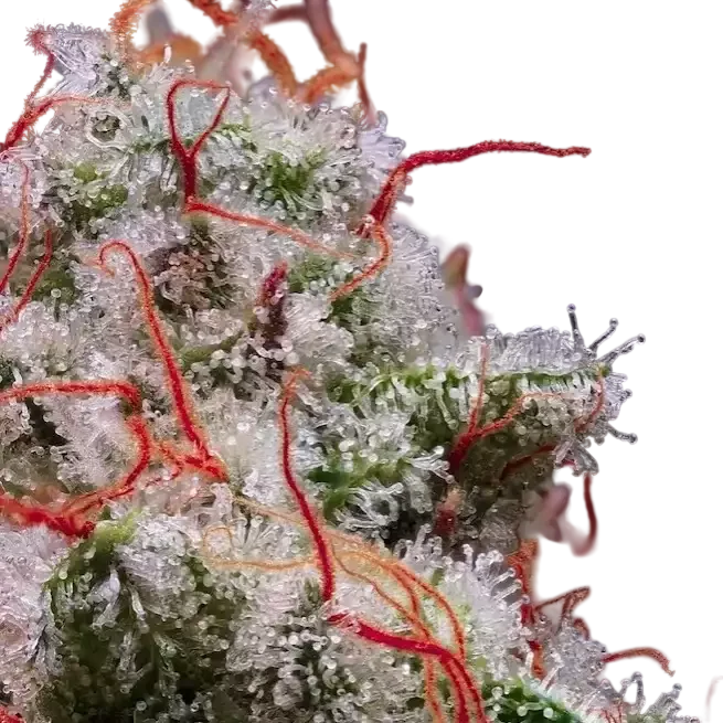 Peach Crescendo RF3 Auto – Produktansicht